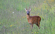 Roe Deer (male, Capreolus capreolus)